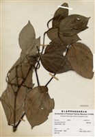 藏品(蘭嶼風藤)的圖片